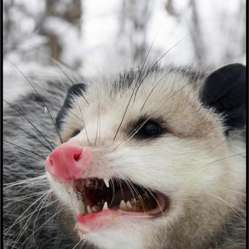 possum